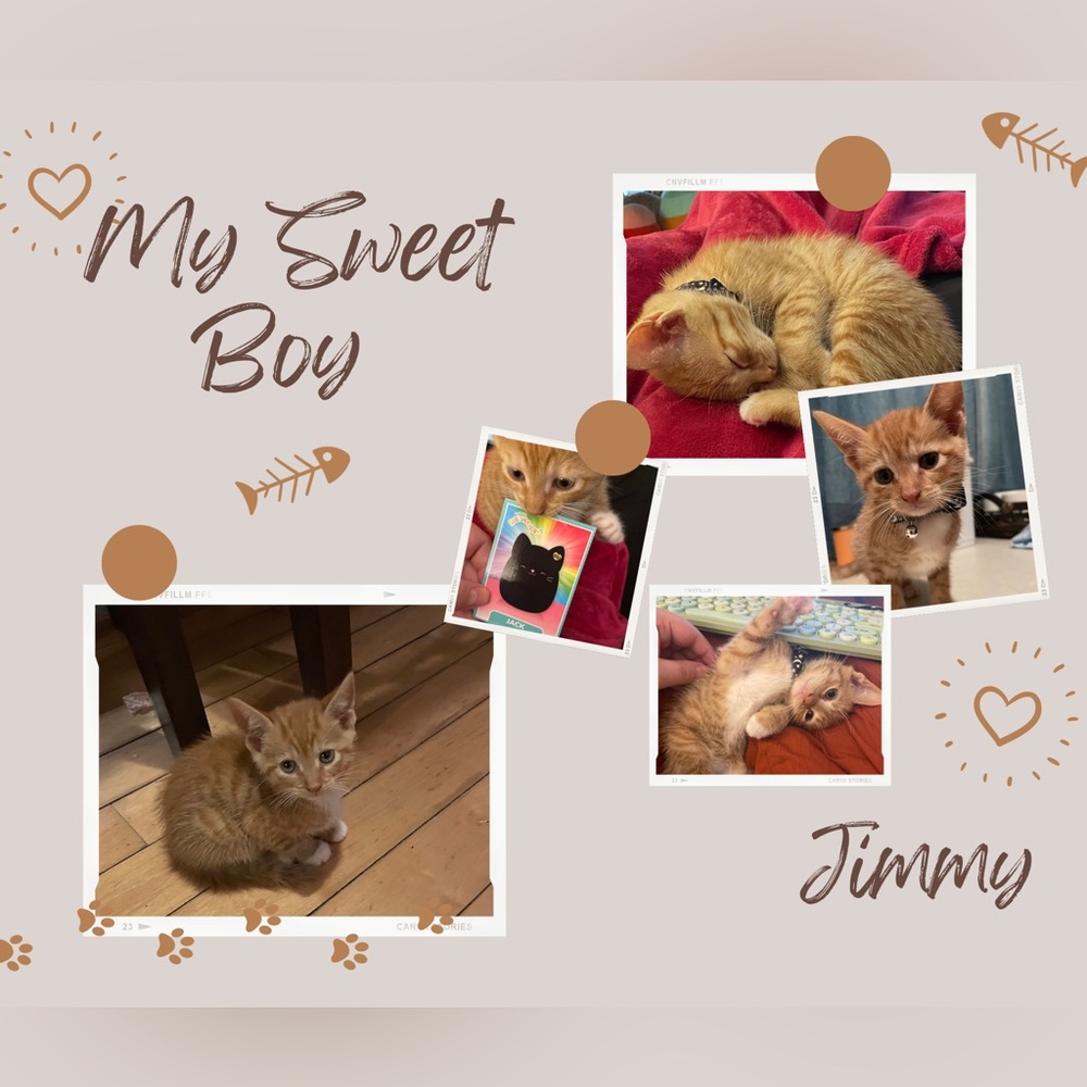 🐈‍⬛MSKITTY00 IS LIVE!🐈‍⬛ - Picture 3 of 12